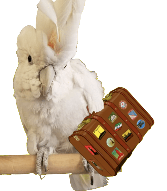 bird with a suitcase