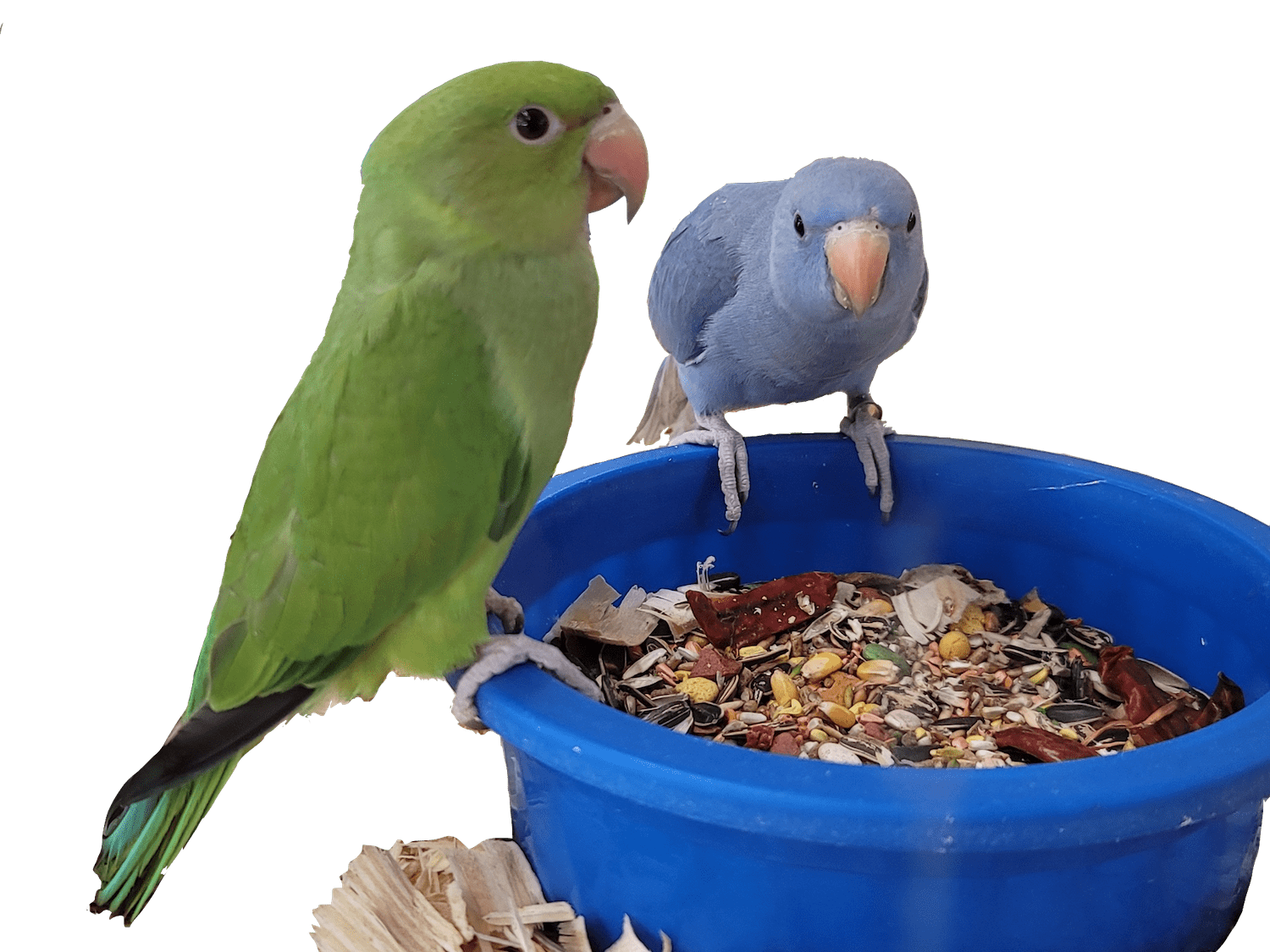 birds on a feed dish