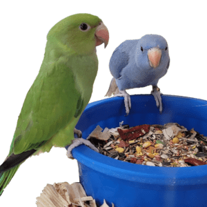birds on a feeddish