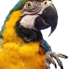 macaw holding clawup