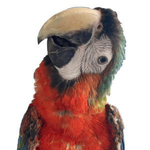 playful macaw