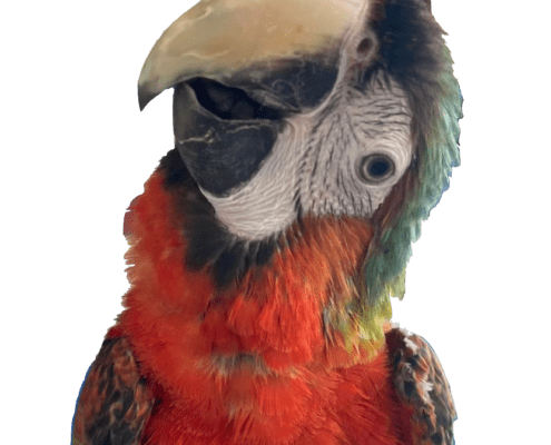 playful macaw